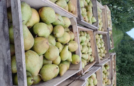 Пропонується груша Нояберська з власного саду