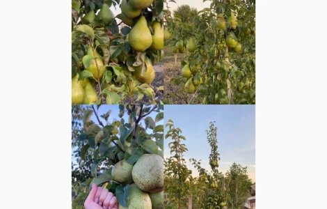 Пропонується груша Нояберська