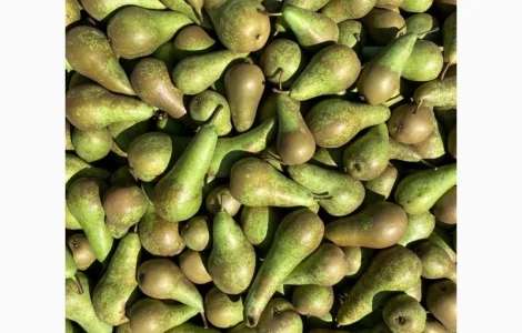 Продаємо свіжу грушу сорту «Конференція»