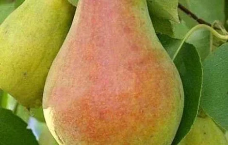 Закуповуємо груші оптом! Київ та область