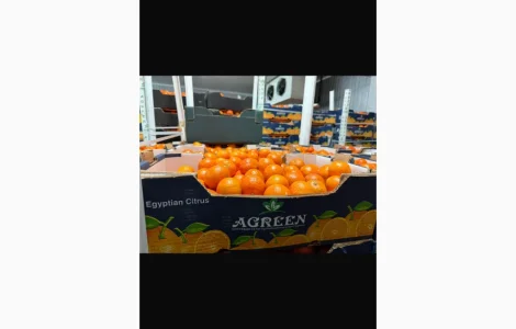 Мандарин Єгипет