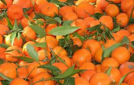 Мандарины Опт цена 33грн кг доставка и самовывоз