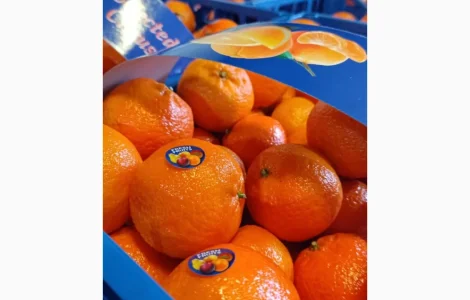 Продаж елітних мандаринів Клементин