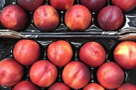 Продаж нектаринів з Іспанії