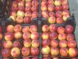 Нектарин Туреччина гуртом - калібр 24–26