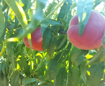 Продается персик сорта Редхейвен в Одессе