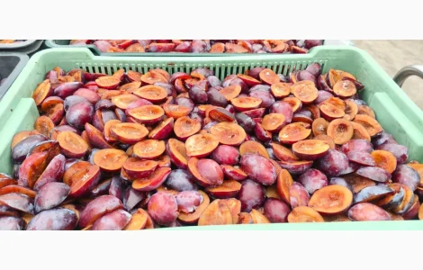 Слива без кісточки