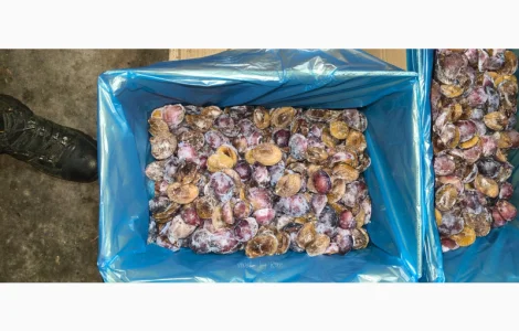 Слива без кісточки заморожена