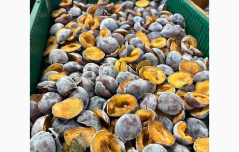 Пропонується сливка сортів Стендей і Президент