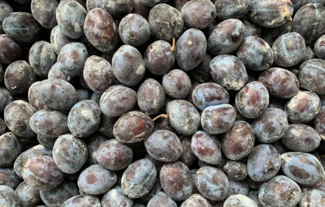 Куплю сливу