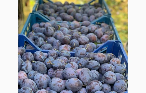 Продам сливу Стенлей з холодильника