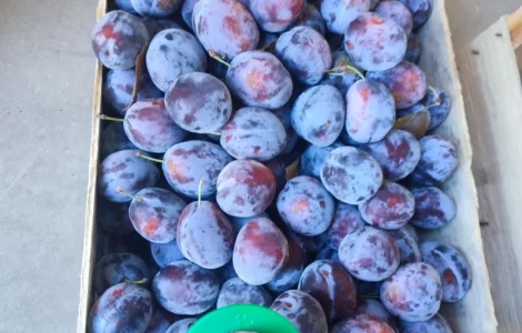 Продам сливу Віжен