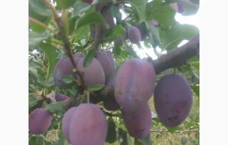 Продам сливы