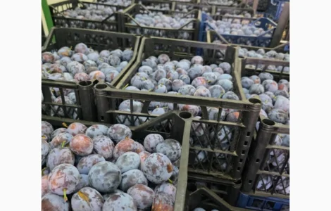 Продам сливу сорт Кабардинка оптом від 10 тонн. Чернівці