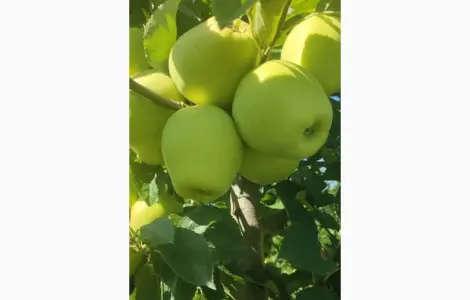 Продам яблоки