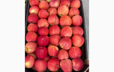 Пропонуються свіжі та якісні яблука