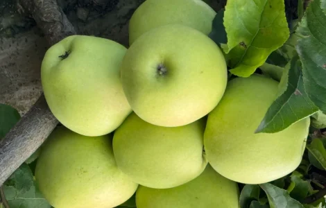 Продается яблоки различных сортов