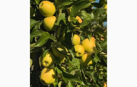 Продам яблуневий сад