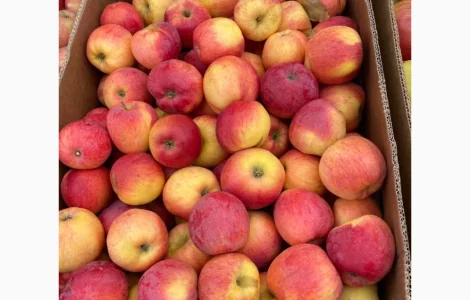 Продам яблоки из холодильника оптом