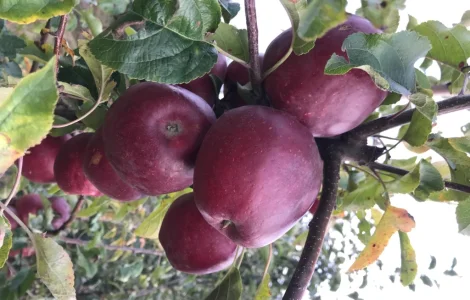 Пропоную яблука різних сортів