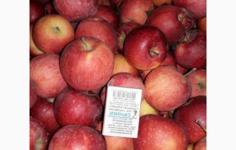 Яблука різних сортів від виробника