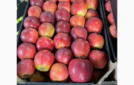 Продам яблука кілька сортів зі сховища. Від виробника від 20 тонн