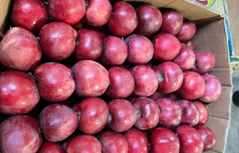 Пропонуються яблука - Чемпіон, Голден, Джеремін