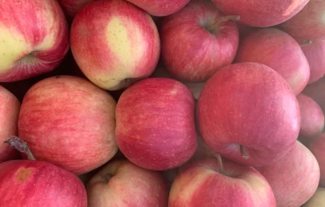 Продаются яблоки сорта Чемпион