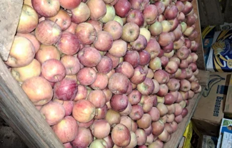 Продам яблуко