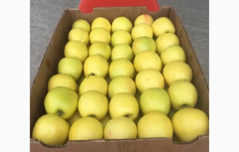 Продаж яблук голден 20 тонн від 65 калібру