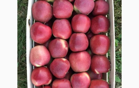 Продам яблоки от производителя. Опт/ много сортов