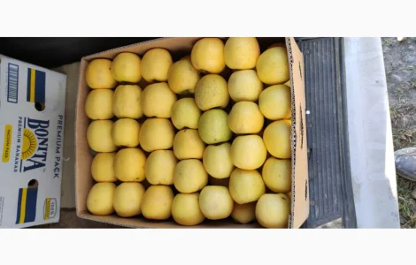 Продаются яблоки сортов Флоріна, Айдаред, Пінова, Чемпіон, Ліголь, Голден