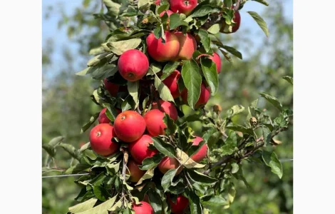 Продам яблука