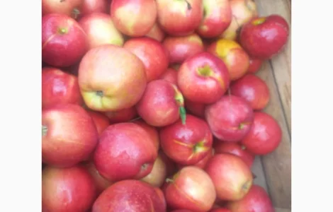 Пропонуються яблука сортів Дакоста, Айдаред, Моді, Евеліна