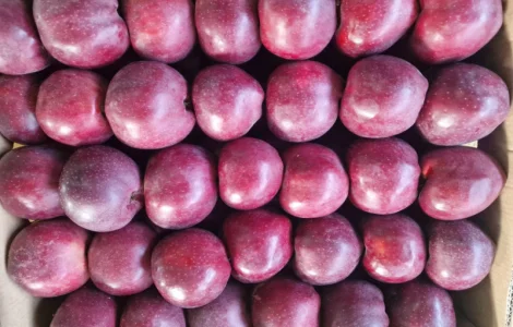 Продаются яблоки сорта Гала