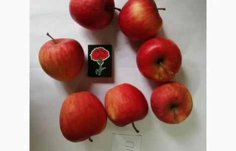 Срочно продаются яблоки разных сортов и натуральный сок от производителя