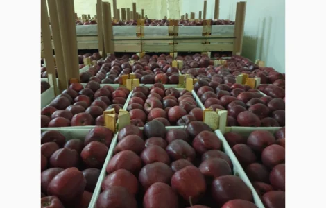 Яблука оптом - більше 15 сортів