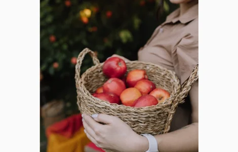 Куплю яблоки оптом