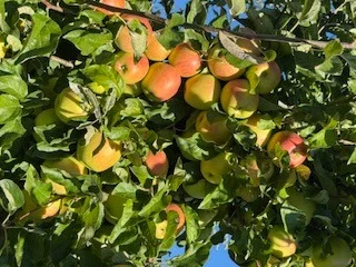 Пропонуються яблука оптом високої якості