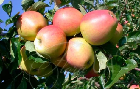 Продаються яблука другого сорту відмінної якості