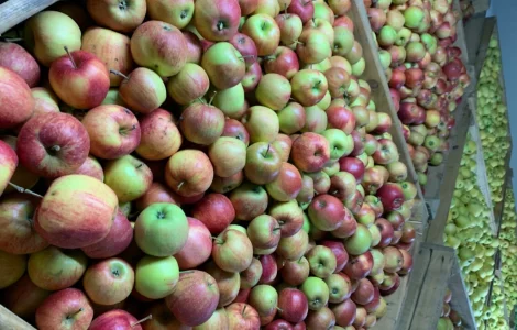 Продаются яблоки разных сортов