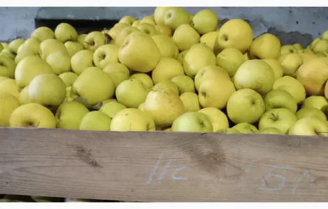 Продаються яблука різних сортів