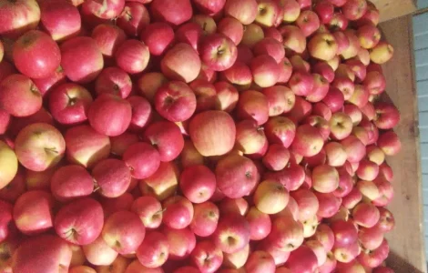 Продается яблоки различных сортов