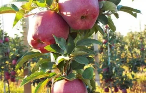 Яблуко Ред Чіф 1 сорту - опт від 20 тонн | каліброване