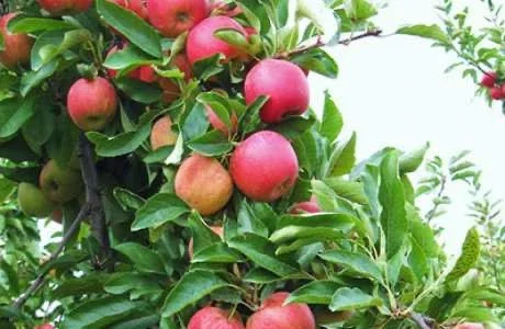 Яблуко Гала (Gala / Gala Must) 1 сорт - опт від 10 тонн