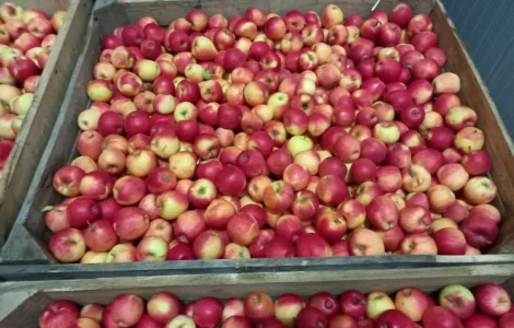 Продаються яблука Пінова та Джонаголд