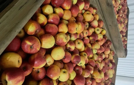 Продаются яблоки первого сорта от 3 тонн