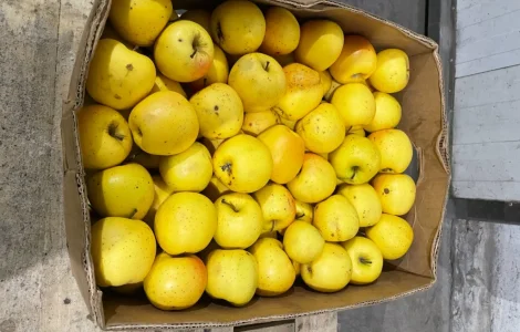 Продается яблоко на переработку (не для сока)