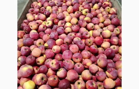 Продаж яблук різних сортів