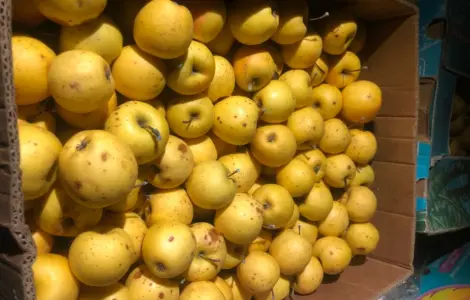 Продаются яблоки сорта Голден для сока